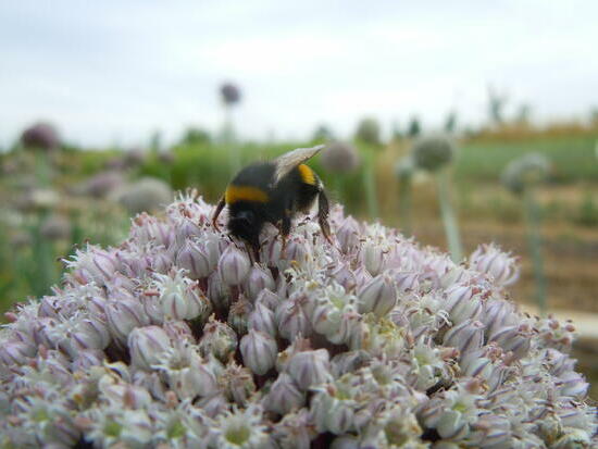 Poireau d'été Jaune gros du Poitou ©GrainesdelPaïs