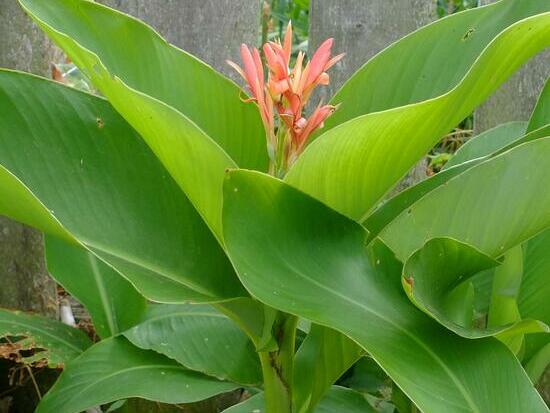Canna ©Grainesdelpais