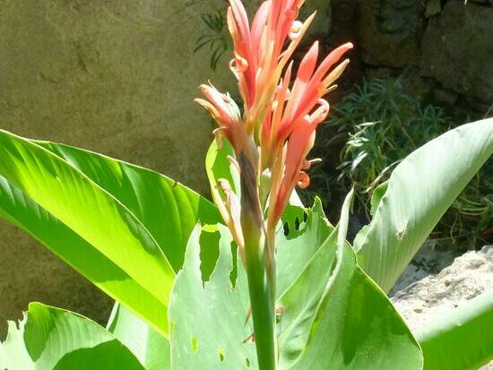 Canna ©Grainesdelpais