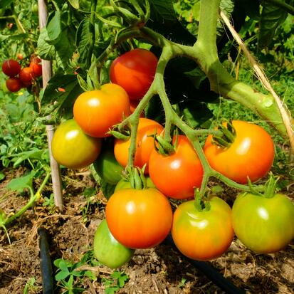 Tomate Précoce de Quimper  ©GrainesdelPaïs