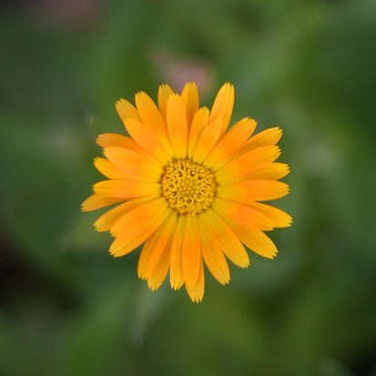 Souci des jardins ou Calendula
