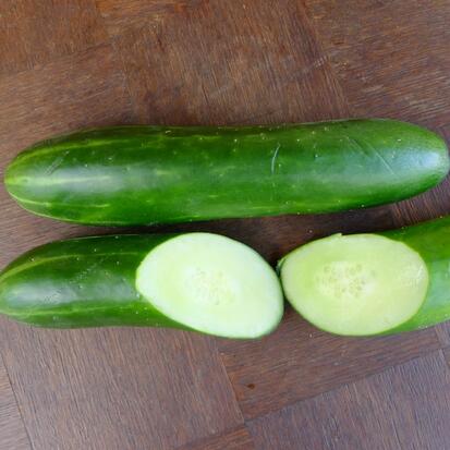 Concombre Bono ©Grainesdelpais