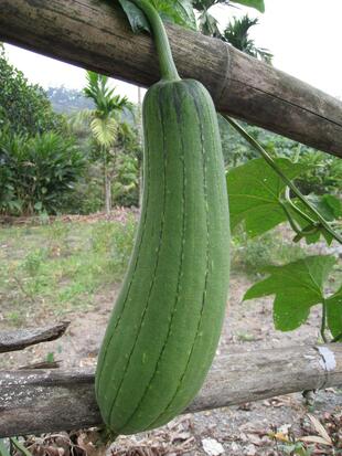 Courge éponge ou Luffa  ©jIuemiPixabay