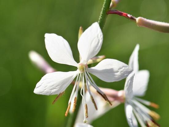 Gaura ©PitschdePixabay