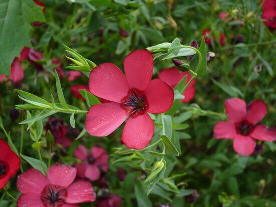 Lin rouge  ©GrainesdelPaïs