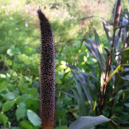 Millet à Chandelle Pourpre  ©GrainesdelPaïs
