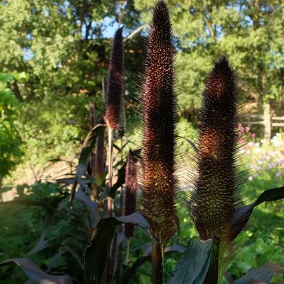 Millet à Chandelle Pourpre  ©GrainesdelPaïs