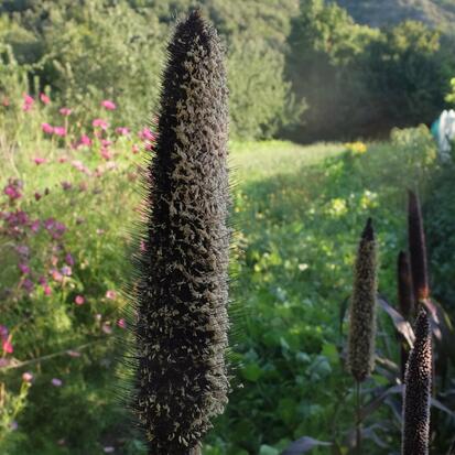Millet à Chandelle Pourpre  ©GrainesdelPaïs