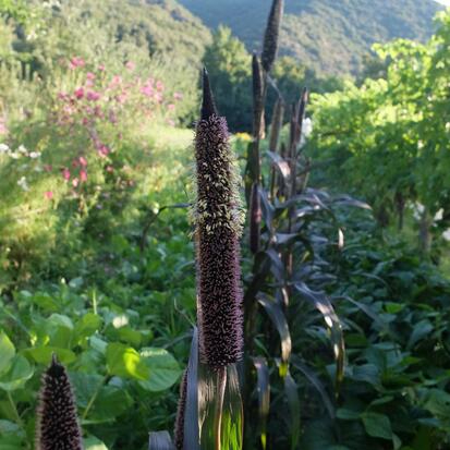 Millet à Chandelle Pourpre  ©GrainesdelPaïs