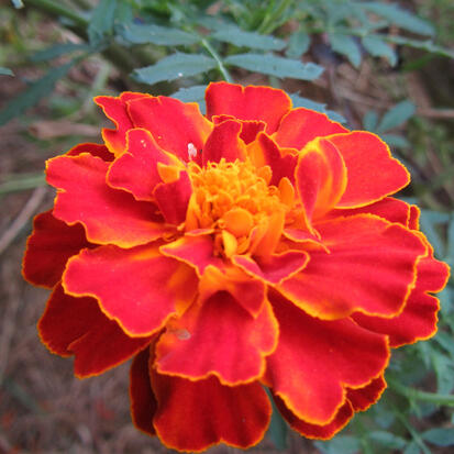Rose d'Inde bicolore ©Grainesdelpais