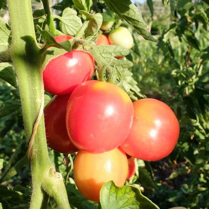 Tomate cerise - Rose de Podlaki ©GrainesdelPaïs