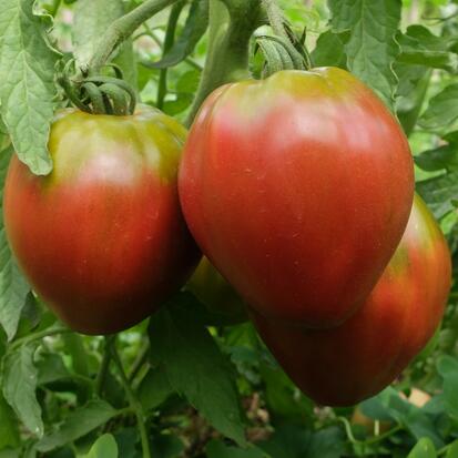 Tomate Cœur-de-Bœuf Charbonneuse de Fabrice au Bousquet