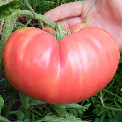 Tomate du Liban ©GrainesdelPaïs (2)