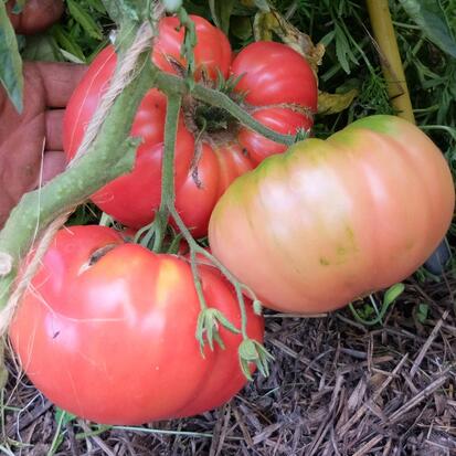 Tomate du Liban ©GrainesdelPaïs(3)