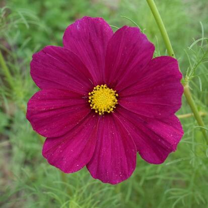 cosmos fushia ©GrainesdelPaïs