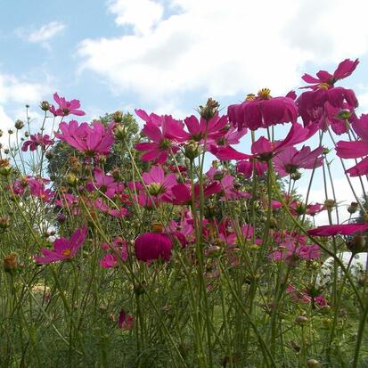 cosmos fushia ©GrainesdelPaïs