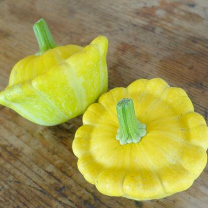 Courge Pâtisson jaune ©GrainesdelPaïs