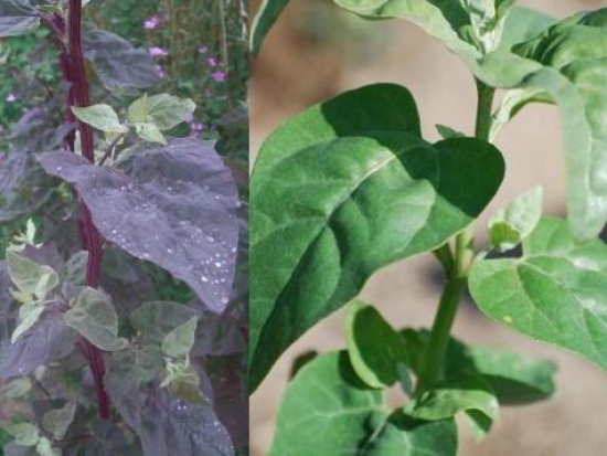 Arroche rouge et verte en mélange ©GrainesdelPaïs