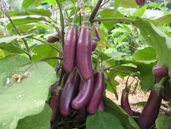 Aubergine Pusa purple cluster