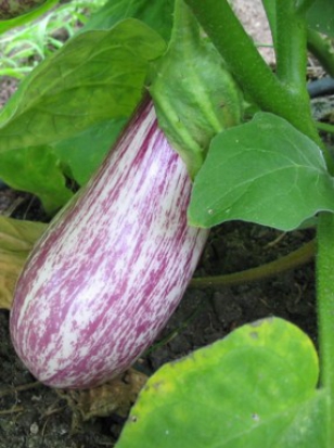 Aubergine Zebrina ©Grainesdelpais