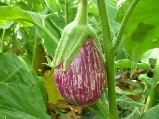 Aubergine Zebrina ©Grainesdelpais