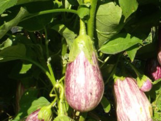 Aubergine Zebrina ©Grainesdelpais