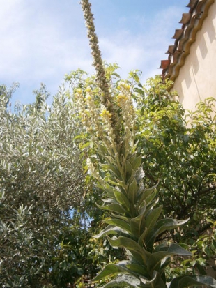 Bouillon blanc ©GrainesdelPaïs
