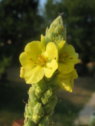 Bouillon blanc ©GrainesdelPaïs