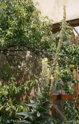 Bouillon blanc ©GrainesdelPaïs