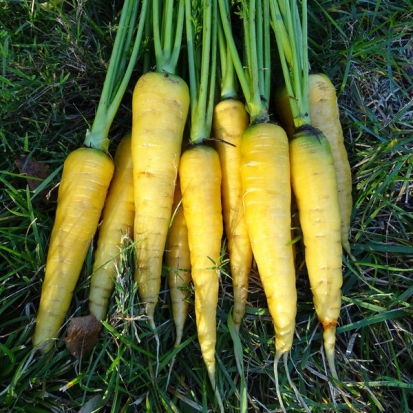 Carotte Jaune obtuse du Doubs ©GrainesdelPaïs