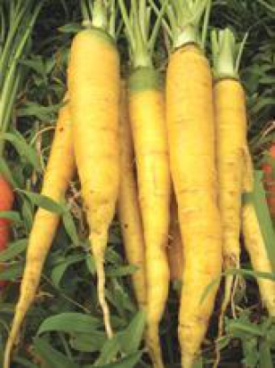 Carotte Jaune obtuse du Doubs ©GrainesdelPaïs