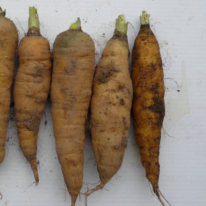 Carotte Jaune obtuse du Doubs ©GrainesdelPaïs