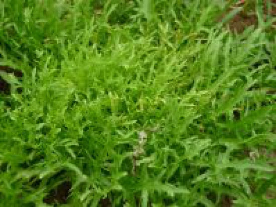 Chicorée frisée Fine de Louviers @Grainesdelpaïs