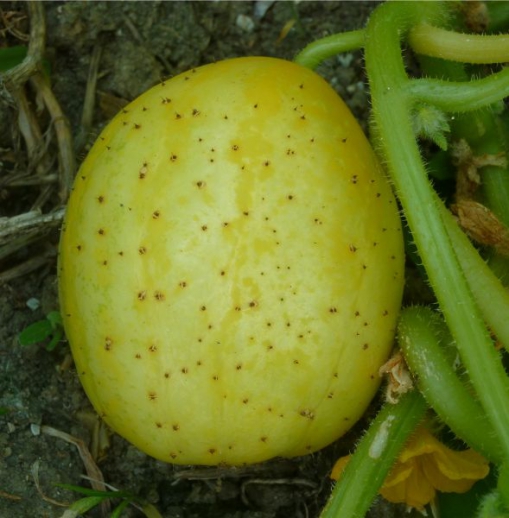 Les légumes oubliés : le concombre lemon