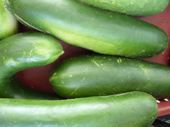 Concombre Vert long maraîcher ©Grainesdelpais