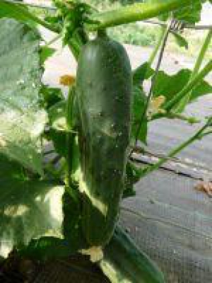 Concombre Vert long maraîcher ©Grainesdelpais