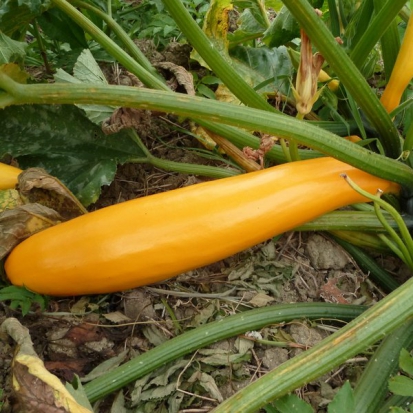 Courgette Gold rush ©GrainesdelPaïs