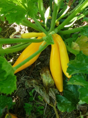 Courgette Gold rush ©GrainesdelPaïs