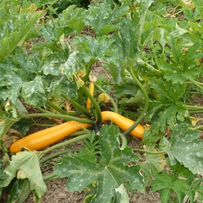 Courgette Gold rush ©GrainesdelPaïs