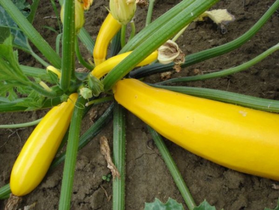 Courgette Gold rush ©GrainesdelPaïs