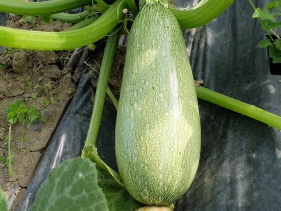 Courgette Verte petite d'Alger ©GrainesdelPaïs