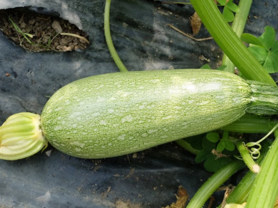 Courgette Verte petite d'Alger ©GrainesdelPaïs
