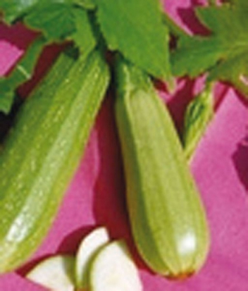 Courgette Verte petite d'Alger ©GrainesdelPaïs