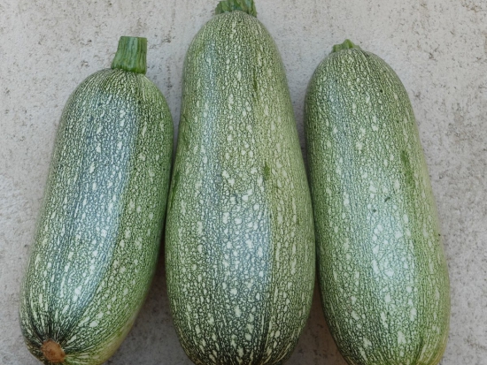 Courgette Verte petite d'Alger ©GrainesdelPaïs