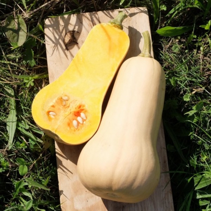 Courge Butternut ©GrainesdelPaïs