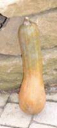 Courge Longue de Nice ©GrainesdelPaïs