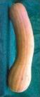 Courge Longue de Nice ©GrainesdelPaïs