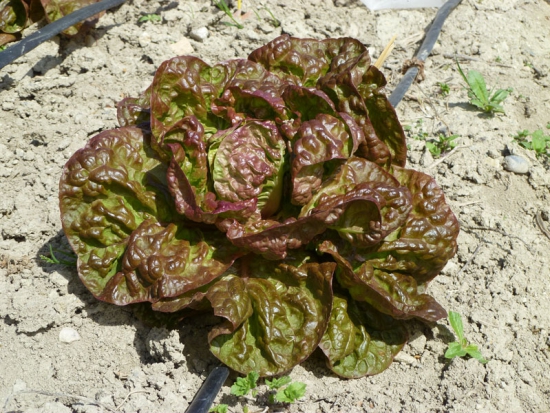 Laitue Merveille des 4 saisons