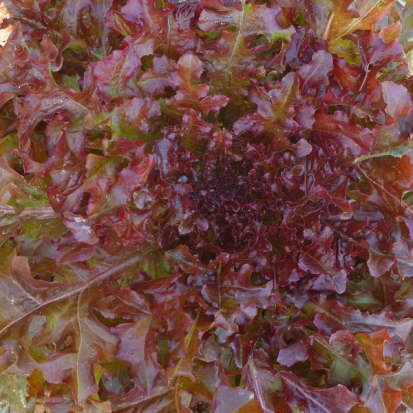 Laitue Feuille de chêne rouge ©Grainesdelpaïs