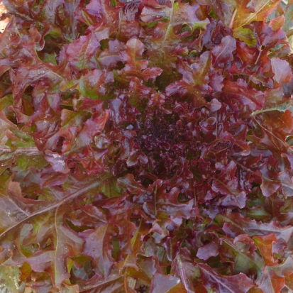 Laitue Feuille de chêne rouge